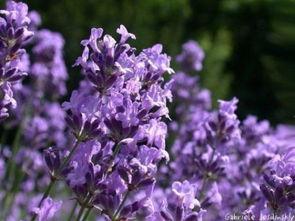 薰衣草在线观看,在线观看之旅  第2张 薰衣草在线观看,在线观看之旅  第2张