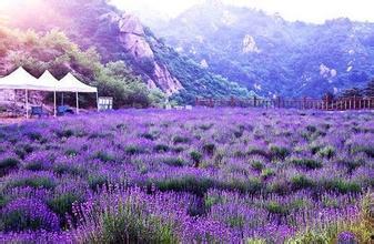 薰衣草在线观看,在线观看之旅  第3张 薰衣草在线观看,在线观看之旅  第3张