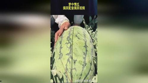 吃瓜清脆配音视频大全免费观看,带你领略声优魅力  第2张 吃瓜清脆配音视频大全免费观看,带你领略声优魅力  第2张