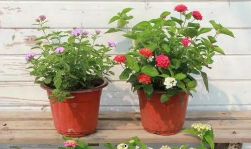 康定酒店爆料视频最新2020,真实事件背后的惊人真相  第3张 康定酒店爆料视频最新2020,真实事件背后的惊人真相  第3张