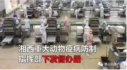 非洲猪瘟最新爆料,揭秘病毒传播与防控策略  第2张 非洲猪瘟最新爆料,揭秘病毒传播与防控策略  第2张