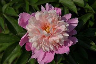 芍药在线观看,一场视觉与情感的盛宴  第2张 芍药在线观看,一场视觉与情感的盛宴  第2张