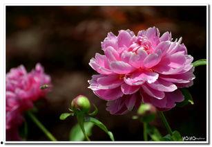 芍药在线观看,一场视觉与情感的盛宴  第3张 芍药在线观看,一场视觉与情感的盛宴  第3张