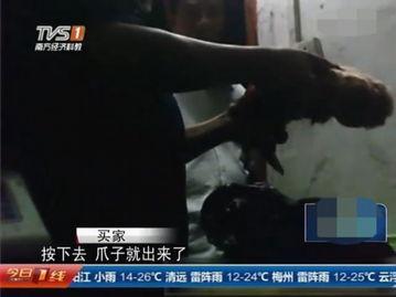 屠宰最新爆料视频,屠宰场内幕惊人曝光!