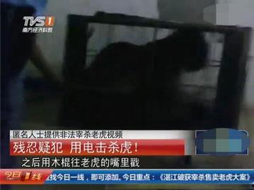 屠宰最新爆料视频,屠宰场内幕惊人曝光!  第2张 屠宰最新爆料视频,屠宰场内幕惊人曝光!  第2张