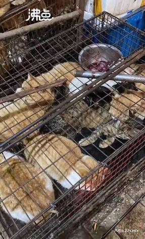 屠宰最新爆料视频,屠宰场内幕惊人曝光!  第3张 屠宰最新爆料视频,屠宰场内幕惊人曝光!  第3张