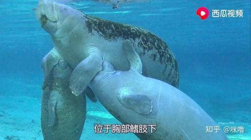 吃瓜动物视频下载免费观看,免费下载观看吃瓜动物视频,畅享欢乐时光  第3张 吃瓜动物视频下载免费观看,免费下载观看吃瓜动物视频,畅享欢乐时光  第3张