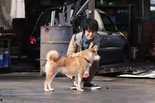 巴哥赤犬爆料视频播放大全  第3张 巴哥赤犬爆料视频播放大全  第3张