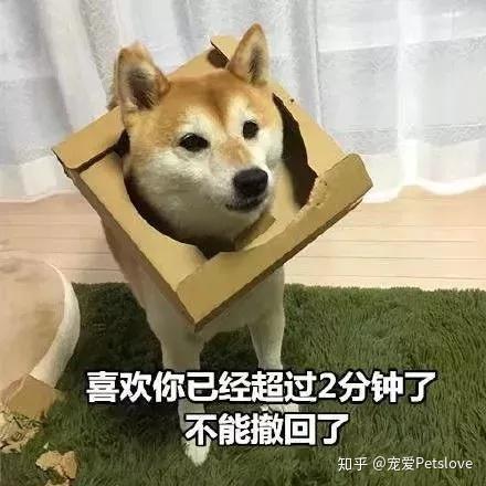 娱乐吃瓜君傻狗日常,傻狗日常的欢乐盛宴  第2张 娱乐吃瓜君傻狗日常,傻狗日常的欢乐盛宴  第2张