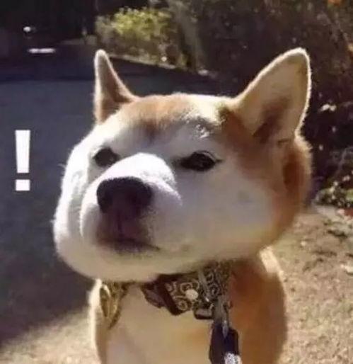 娱乐吃瓜君傻狗日常,傻狗日常的欢乐盛宴  第3张 娱乐吃瓜君傻狗日常,傻狗日常的欢乐盛宴  第3张